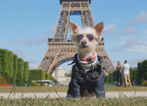 Dog at Eiffel Tower