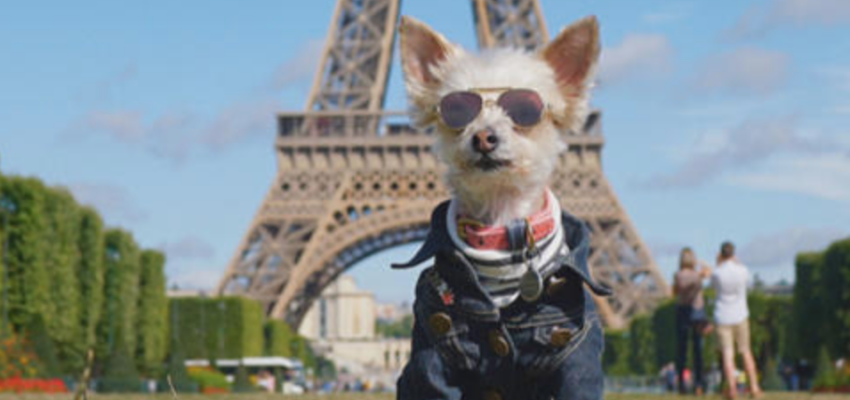 As Pets Become Top Influencers, Coloradans are Getting in on the Act